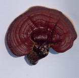 Reishi / Ganoderma lucidum